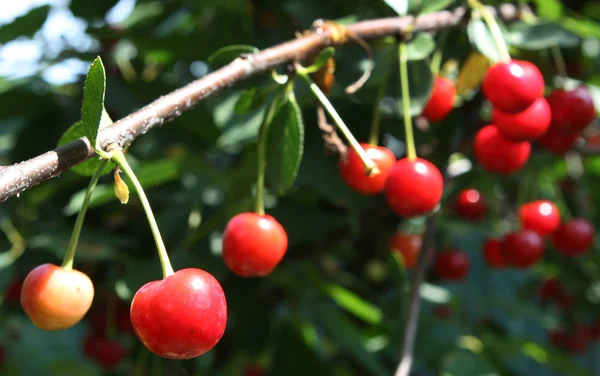 stock image Cherries in a tree