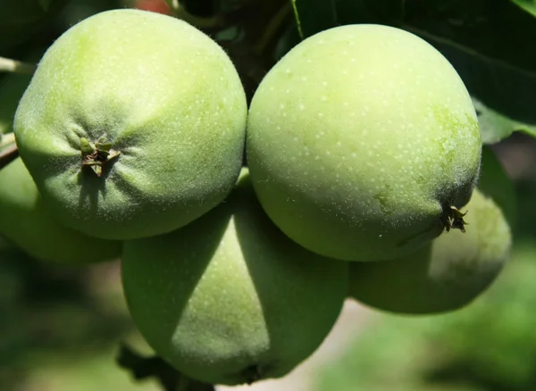 stock image Green apples