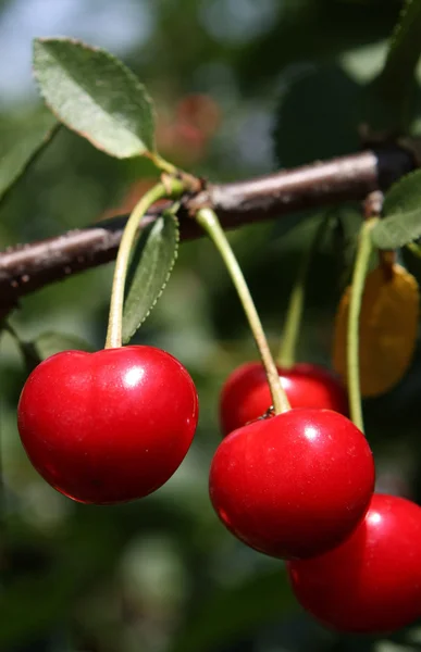 stock image Cherries in a tree