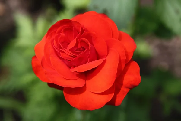 stock image Red rose