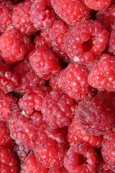 stock image Raspberry