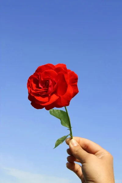 stock image Red rose