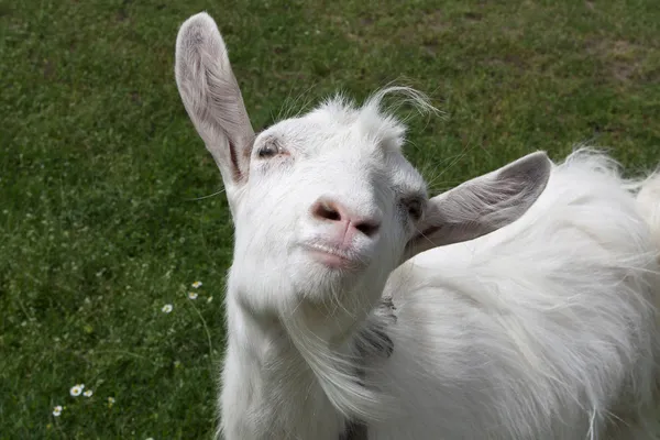 Счастливая коза Лицензионные Стоковые Фото