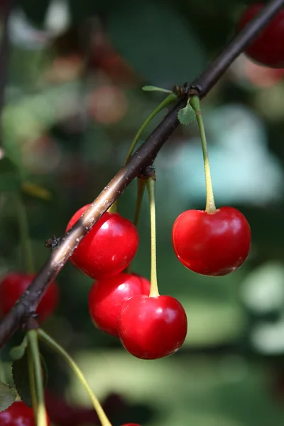 Cherries in a tree Stock Picture