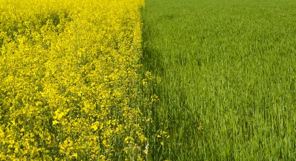 stock image Yellow field