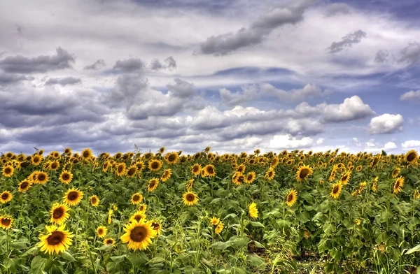 태양 꽃 필드 — 스톡 사진