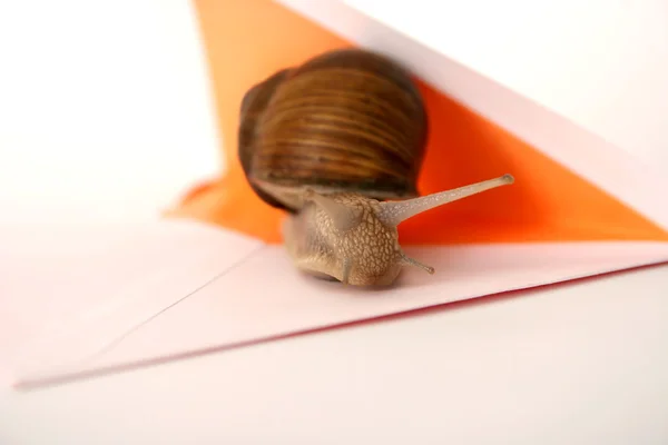Σαλιγκάρι mail closeup — Φωτογραφία Αρχείου
