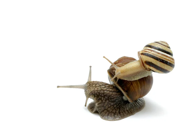 Piggyback Snail Note — Stock Photo, Image