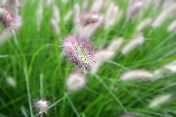 stock image Grass Detail