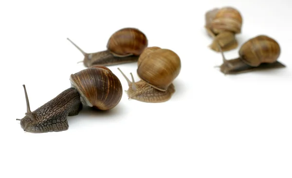 Racing Snails — Stock Photo, Image