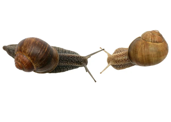 Snail Conversation — Stock Photo, Image