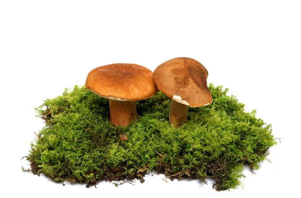Cogumelos selvagens Fotografia De Stock