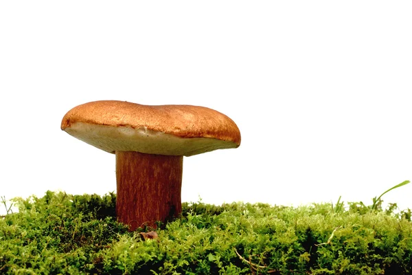 Wild Mushroom Over White Royalty Free Stock Photos