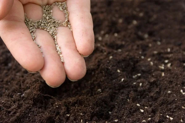 Stock image Sowing seeds