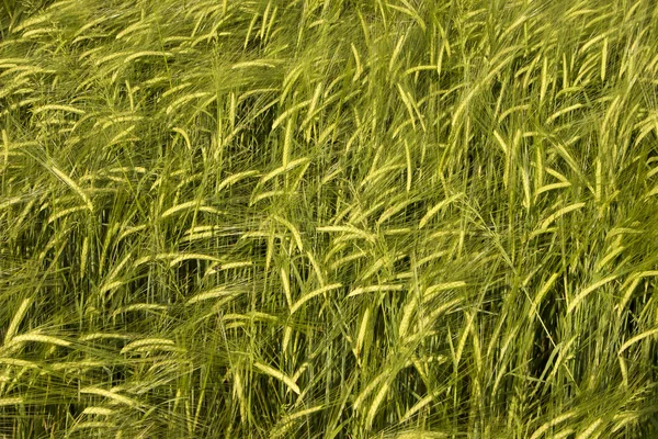 Campo coltivato a grano — Foto Stock