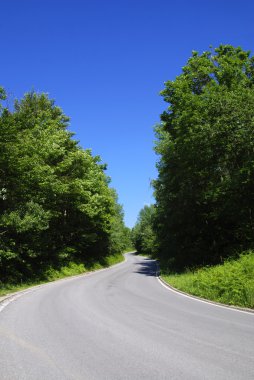 Orman yoluyla asfalt yol