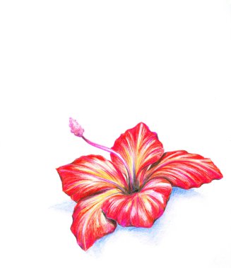 Hibiscus clipart