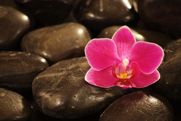 stock image Stones