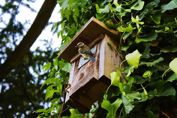 Birdhouse — Fotografie, imagine de stoc