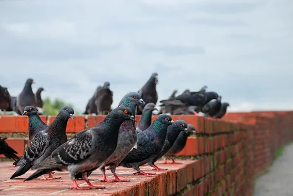 stock image Pigeons on a wall.