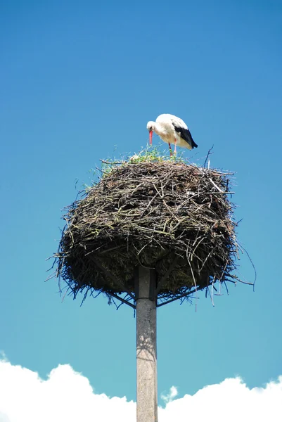 stock image Stork in a nest.