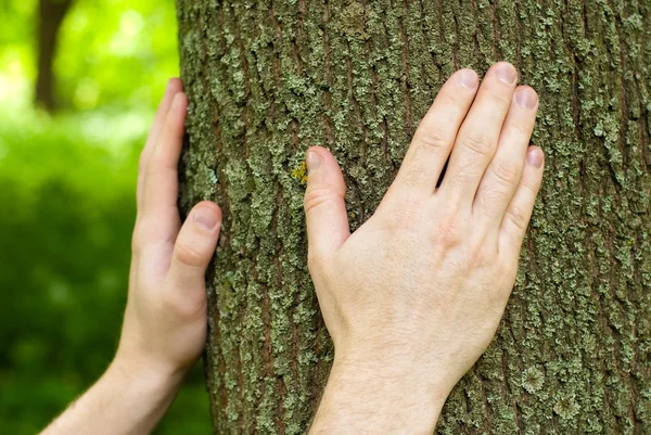 stock image Foresters hands on oak trunk.