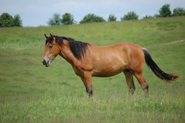 stock image Horse to pasture