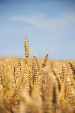 Wheat Field - Portrait clipart