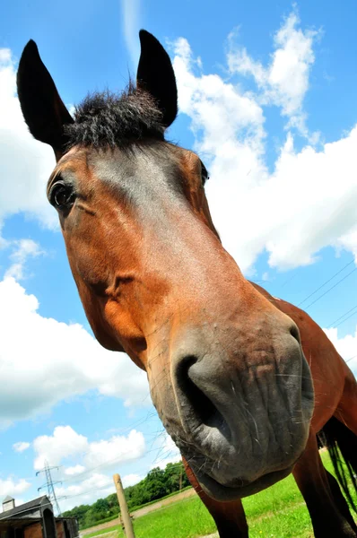 stock image Horse head