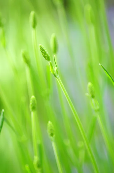 stock image Lavender Bud