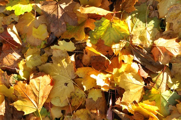 stock image Leaves two