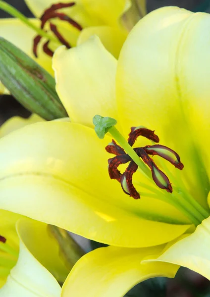 stock image Lilies