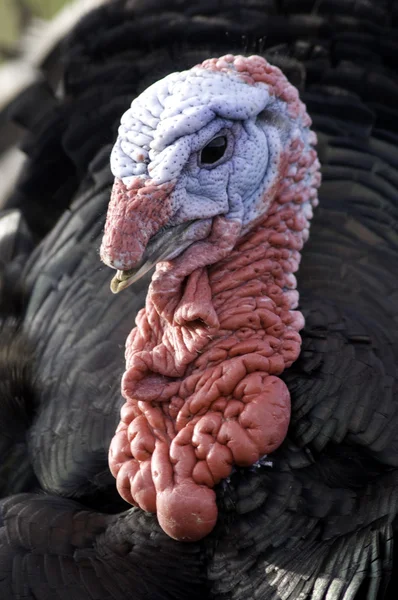 Male Turkey head — Stock Photo, Image