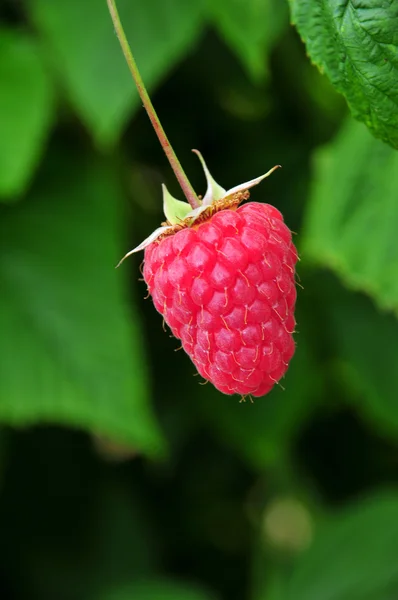 stock image Single Raspberry