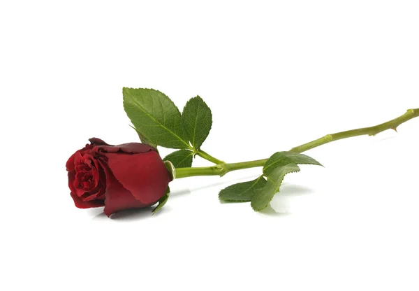 Pojedynczy czerwona róża, leżącej — Zdjęcie stockowe