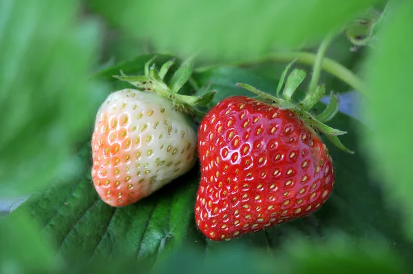 Stock image Ripe and unripe Strawberries