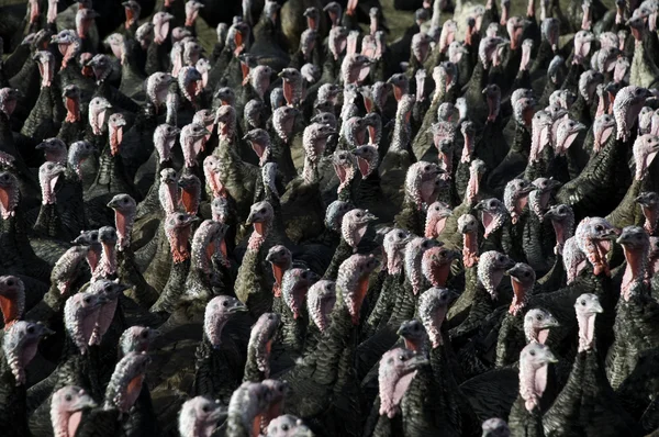 Turky flock — Stock Photo, Image