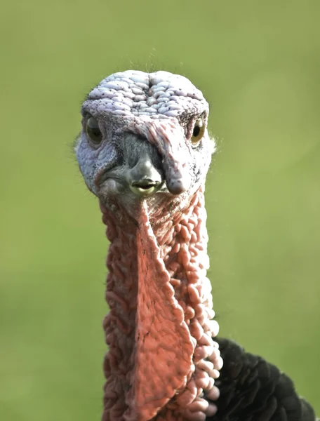 Turkey head — Stock Photo, Image