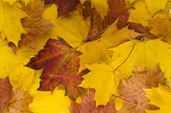 Podzimní listí, dva Stock Snímky