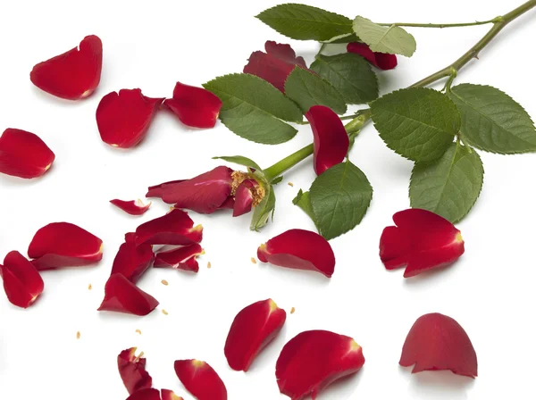 Prasklá růže Stock Obrázky