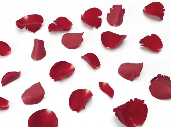 Verstreute rote Rosenblätter Stockbild