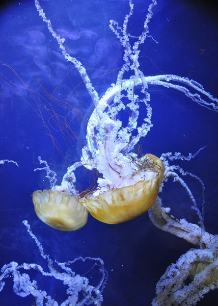 Medusas gigantes — Fotografia de Stock