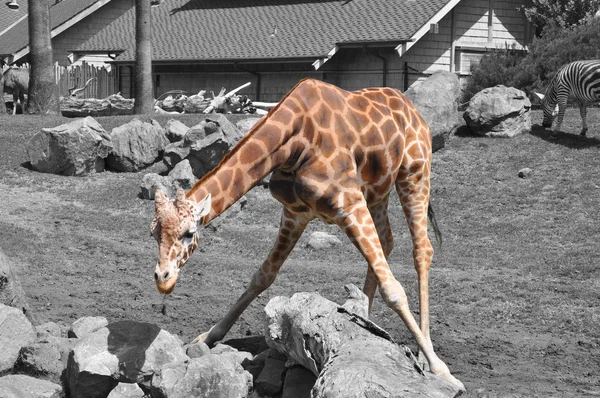 Giraffen äta — Stockfoto