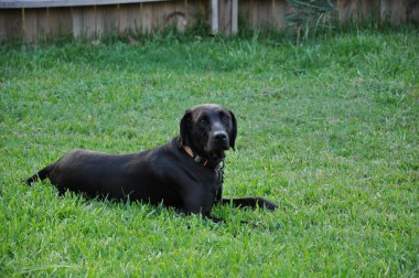 Lab in the grass clipart