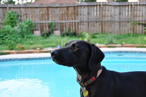 Labrador am Pool — Stockfoto