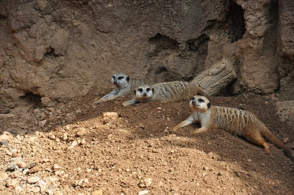 Meerkats — Φωτογραφία Αρχείου
