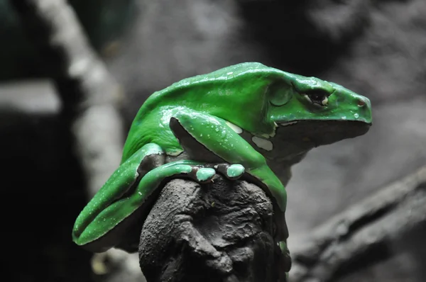 Гігантські воскової мавпи деревна жаба — стокове фото