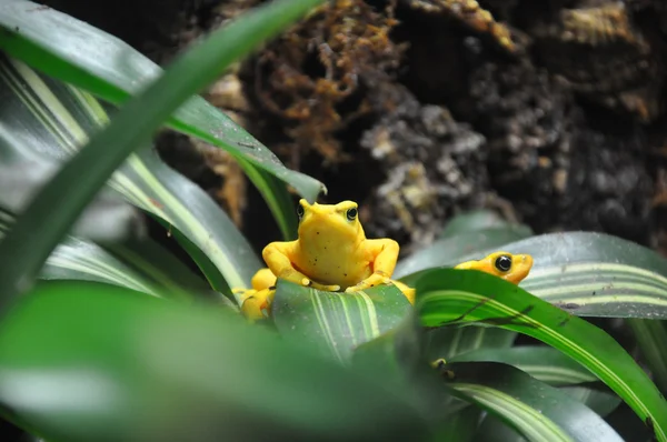 Żaba żółta trucizna — Zdjęcie stockowe