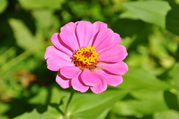 Zinnia roz — Fotografie, imagine de stoc