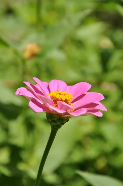 Zinnia roz — Fotografie, imagine de stoc
